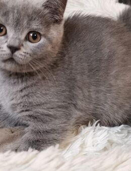 Reinrassige BKH Babykatze - Berlin Reinickendorf