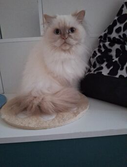 Ragdoll Katze 5 Jahre alt - Luckenwalde