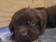 Labrador Welpen - Forchheim (Bayern)