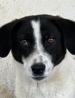 Lino, geb. ca. 03/2024, GRIECHENLAND - Euskirchen