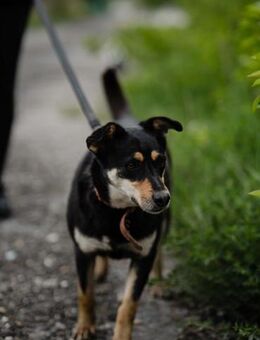 Nuga eine unkomplizierte Hündin - Augsburg
