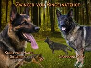 Deutsche Schäferhund Welpen mit geradem Rücken ( Stockhaar ) - Wurzen
