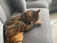Simba - Köln