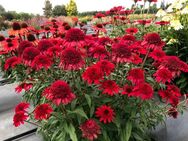 Rote Echinacea Samen - Demmin