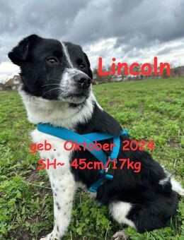 Lincoln unser Pandajunge - Rinteln