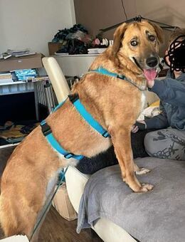 Rose - eine stille Schönheit - Löwenberger Land