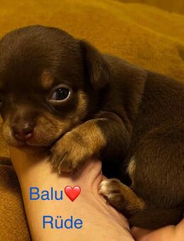 Zauberhafte Chihuahua-Welpen-Rüden - Greifswald