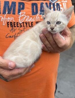 Tolle kitten Rasse Bengal mit XXL Zeichnung Mit Stammbaum - Dortmund