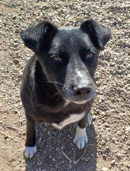 Gulio intelligenter Junghund - Dingolfing