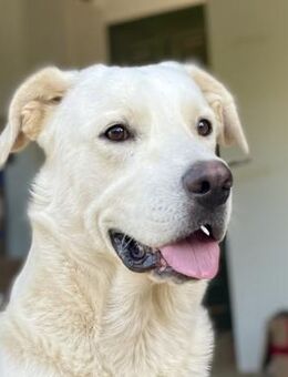 PACO - unser traumhaftes Riesenbaby - Dänischenhagen