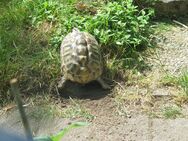 Griechische Landschildkröte - Erding