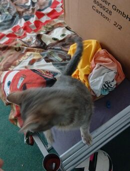 Katzen 8 Monate alt abzugeben - Bielefeld