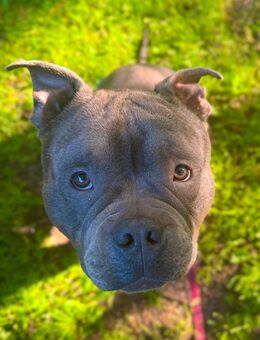 American Bully rüde 2,5j - Verden (Aller)