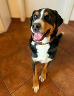 Rocky - ein sturer Einzelprinz - Löwenberger Land