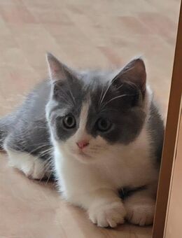 BKH Mischlinge Kitten - Erkelenz