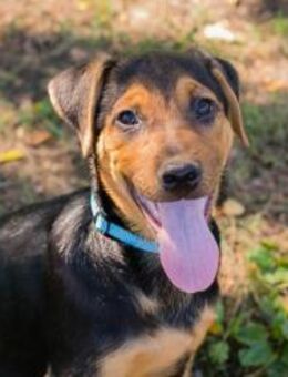 HEDIN - ausgelassen und verspielt - Overath