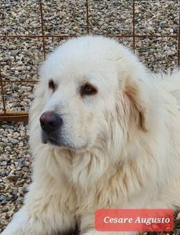 Cesare Augusto -Großer Name-Großer Hund- - Grevenbroich