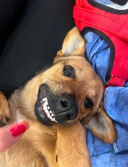 Terrier Corgi Mix Welpe - Werther (Westfalen)