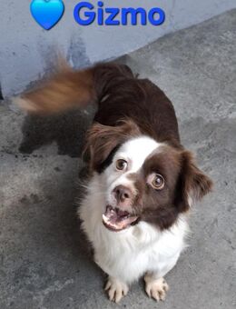 Gizmo - wer schenkt ihm (s)ein Zuhause - Höchst (Odenwald)