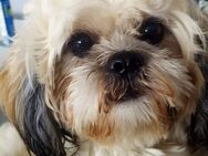 Der charmante Bonzo shih-tzu geht gerne auf ein Date - Duisburg