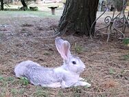 Kaninchen Rammler 1 Jahr 4,5 kg - Mügeln