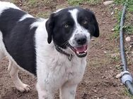 💖 Freundliche Lio 🐶 - Eislingen (Fils)