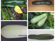 Belgrader Zucchini (Serbien), Indatlan Feher Zucchini (Ungarn), Black Beauty Zucchini und Astra Polka Zucchini Samen - Freital