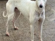 Limago, Windhund, 4 Jahre - Wegberg