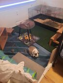 Männlicher Hase Zwerg Widder Sucht zuhause in 24568