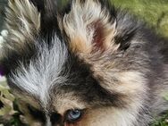 Pomsky Welpen mit blauen Augen - Letschin