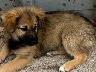 Mira - Hundemädchen sucht Familie - Alfdorf