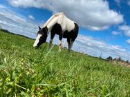 Warmblut Stute sucht neues Zuhause - Niesky Zentrum