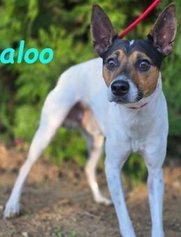 Maloo sucht Vertrauensperson 11/22 ESP - Ruppertsecken