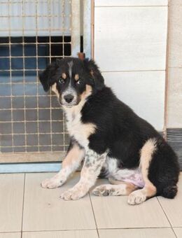 💕Lucy💕sucht ihr großes Glück 🩷🐾 - Freilassing