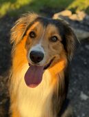 Aussi bordermix sucht in 08529