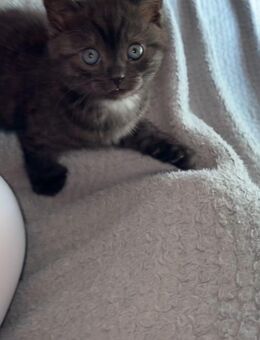 Junger BKH Kater - Berlin