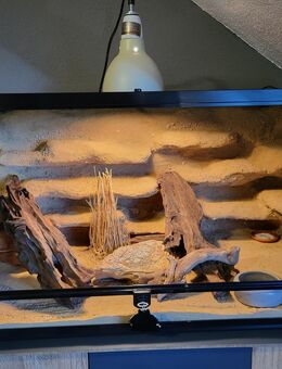 Leopargecko Mädchen sucht neues zu Hause! - Ravensburg