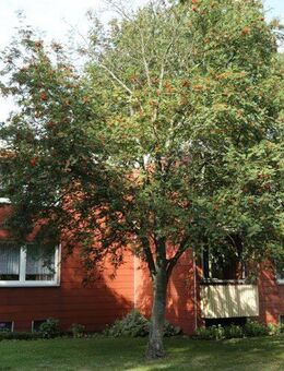 Ruhige 1-Zimmerwohnung in Rosche für die Generation 50+ mit Wohnberechtigungsschein - Rosche