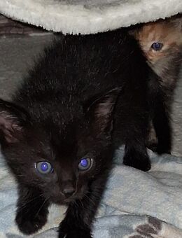 Katzenbaby's ab dem 29.10.25 abzugeben - Plankstadt