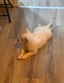 Pomeranian zwergspitz welpe in 41469