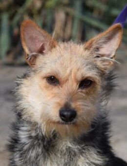 Lucia - lieb & verschmust - Lohmar