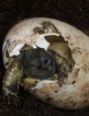 Nachzuchten Griechische Landschildkröte in liebevolle Hände abzugeben in 07937