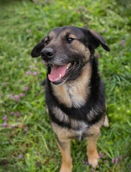 Maxi sucht Familien Anschluss - Laufen