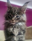 Maine Coon Babys Kitten Kätzchen in 81373