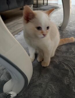 Britische Kurzhaar Katze - Minden (Nordrhein-Westfalen)