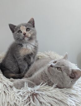 Blh/bkh kitten / britisch langhaar und Kurzhaar kitten - Chemnitz