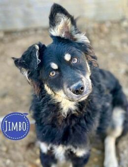 Jimbo ein Herzenshund - Flörsheim-Dalsheim