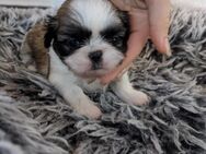 Shih Tzu Mädchen Hope - Seeland Gatersleben