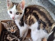 Junge Katzen/ Babykatzen - Kraftisried