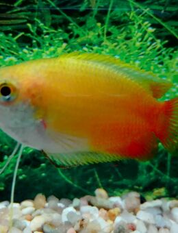 Honiggurami Orange - Hohenroth